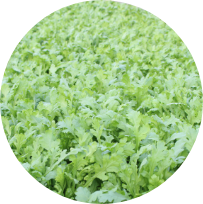 軟弱野菜とは