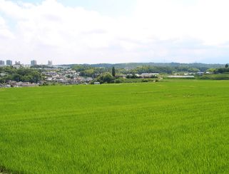 堺の農業（写真1）