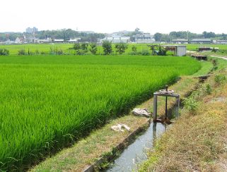 堺の農業（写真5）