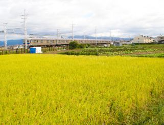 堺の農業（写真6）