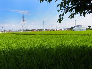 堺の農業（写真9）