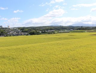 堺の農業（写真10）