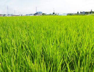 堺の農業（写真11）
