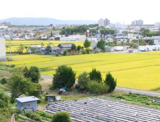 堺の農業（写真12）