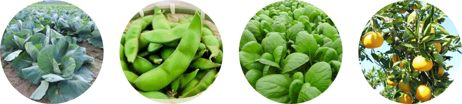 近郊で採れる野菜や果実